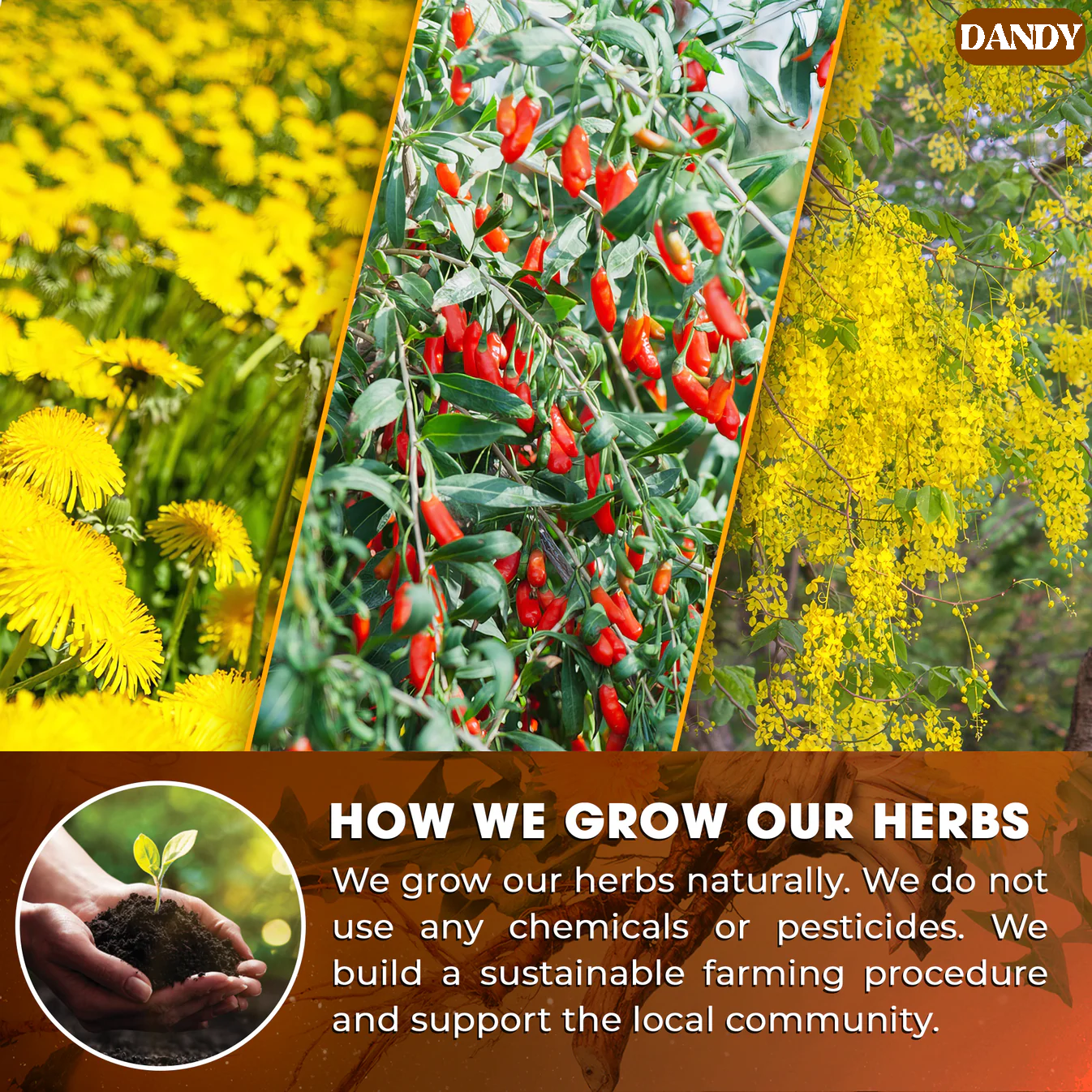 Dandelion Goji Berry Tea Revitalize Your Body with a Simple Daily Detox Routine!